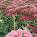 Sedum spathulifolium fleur